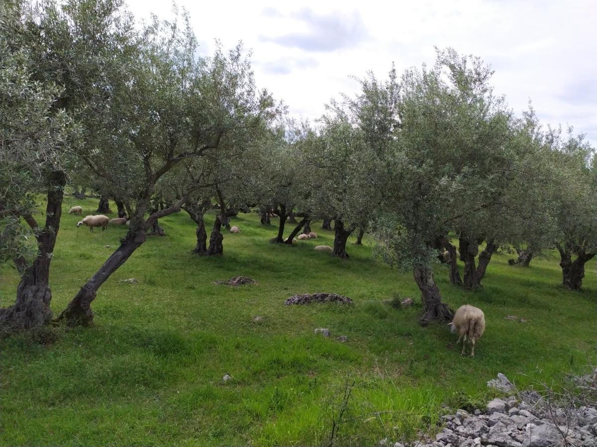 Hotel Prima Insula Glamping à Brusici Extérieur photo